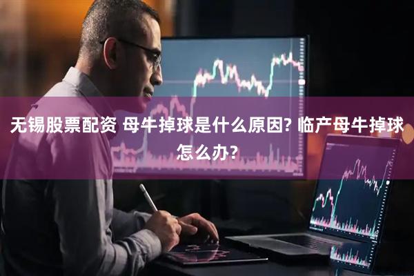 无锡股票配资 母牛掉球是什么原因? 临产母牛掉球怎么办?